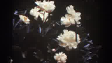 West Virginia (1938): View Of White Roses Blooming On A Bright Sunny Day
