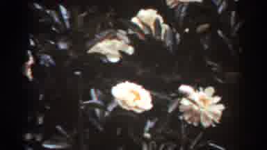 West Virginia (1938): Slow Motion View Of White Flowers