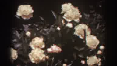 West Virginia (1938): White Roses Blooming In Garden On A Clear Sunny Day