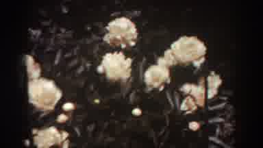 West Virginia (1938): Short Clip Of Two Bushes Of Pretty White Flowers Panned At