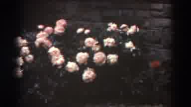 West Virginia (1938): Pink Roses And Red Flower Located In Front Of An Old Wall