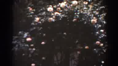 West Virginia (1938): Tree With Flowers And Circle Lights Passing Through The
