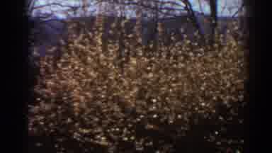 West Virginia (1938): View Of Brown Bush And Tree On A Bright Sunny Day