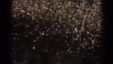 West Virginia (1938): Christmas Tree Lights Beautiful Nature