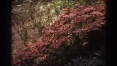 West Virginia (1938): Bushes In The Yard