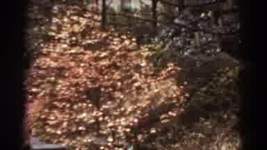 West Virginia (1938): Pale Pink Flowers Blooming In Garden On A Clear Day