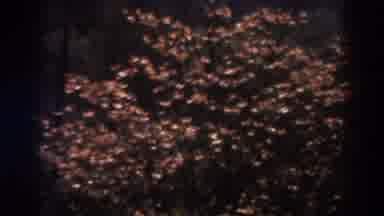 West Virginia (1938): Live Pink Flowers Inside A Flower Box For Sale