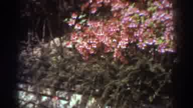 West Virginia (1938): Aesthetic Pink Rose Flower Bed On A Relaxed Summer Day