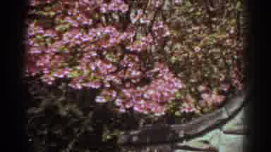 West Virginia (1938): Pink Flowers In A Garden And Green Plants In A Garden