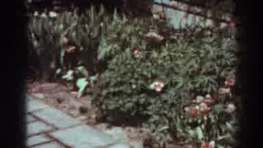 West Virginia (1938): More And More Flowers At the Entrance Step
