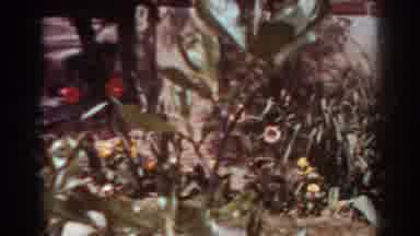 West Virginia (1938): A House Backyard Full of Flowers