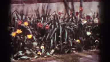 West Virginia (1938): Bunch of Beautiful Flowers By The Side of The House