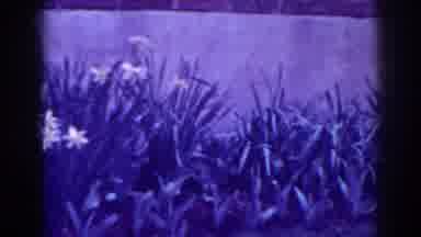 West Virginia (1938): Clips Of Yellow Flowers In Garden By Stone Path