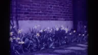 West Virginia (1938): Beautiful Garden Full Of Blooming Yellow Tulips Beside A