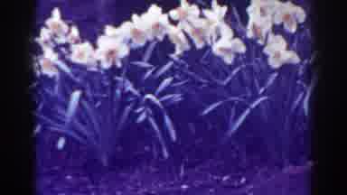 West Virginia (1938): Light Yellow Flowers And A Bit Of Soil Shot Through A Grainy