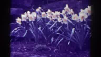 West Virginia (1938): The Lovely Ones Gathering After The Spring Rains Into The