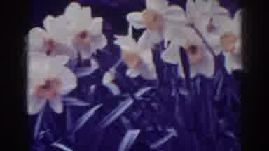 West Virginia (1938): Views Of Many Daffodils In Bloom Slight Breeze Moves Flowers