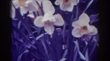 West Virginia (1938): A Beautiful And Unique While Flower In The Garden