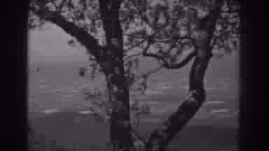 West Virginia (1938): Tree On Edge Of The Valley Overlooking Below In Old Black