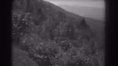 West Virginia (1938): Large Trees And Shrubs Swaying In Wind On Hillside With