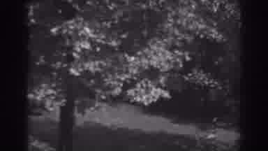 Winchester Maryland (1938): View Of Tree And Stone Urn On A Clear Day
