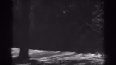 Winchester Maryland (1938): Panning The Trees In A Grove
