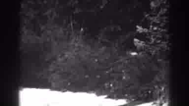 Winchester Maryland (1938): Amazing Trees And Live Bushes