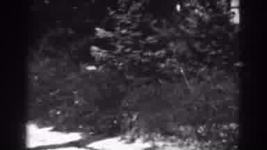 Winchester Maryland (1938): The Trees Are Swinging In The Breeze As Another