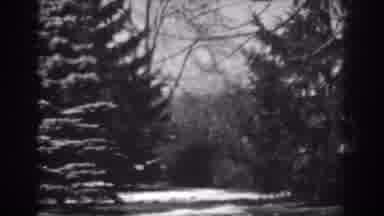 Winchester Maryland (1938): A Pine Tree With Snowflakes on Its Leaves