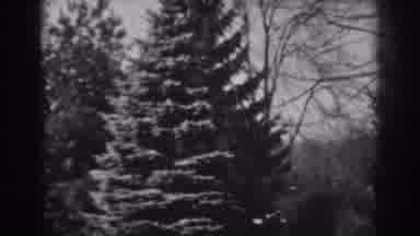 Winchester Maryland (1938): View Of Large Pine Tree And Melting Snow In Driveway