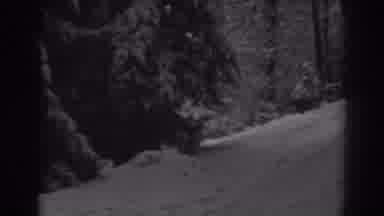 Winchester Maryland (1938): Old Footage Of Lush Massive Forest
