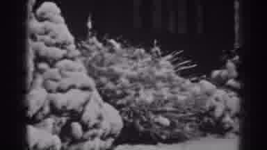 Winchester Maryland (1938): Thick Winter Snow Covering Shrubs And Sticks Clinging