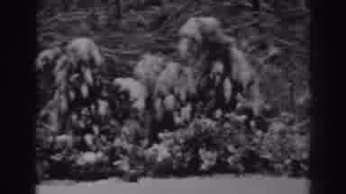 Winchester Maryland (1938): Unclear Natural Environment With Brush Like Trees On