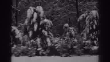 Winchester Maryland (1938): Dying Flora During The Winter Seen In Black And White
