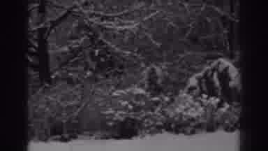 Winchester Maryland (1938): Three Different Winter Time Scenes Of Snow On Trees