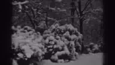 Winchester Maryland (1938): White Snow Bushes Tree Forest Lots Branches Black Grey