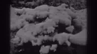 Winchester Maryland (1938): A Lot Of Snow On A Pine Tree White Landscape