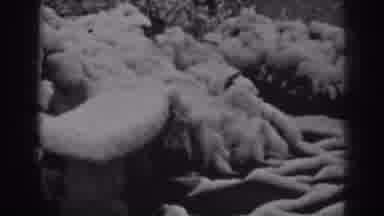 Winchester Maryland (1938): White Snow Covering Body Of Land In Which Is Unknown