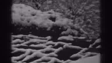 Winchester Maryland (1938): Snowy Pine Trees And Other Sorts Of Trees On A Black