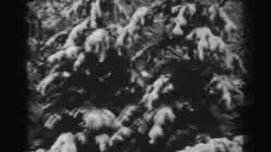 Winchester Maryland (1938): Black And White Video Of Evergreen Trees Covered With