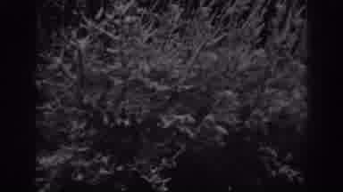 Winchester Maryland (1938): Landscape Of Trees Bushes As Well As The Ground