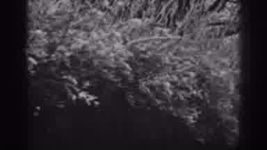 Winchester Maryland (1938): Big Tree On Hill Is Covered In Snow With Other Trees