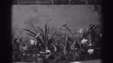 Winchester Maryland (1938): View Of White Flowers Blooming Next To Stone Wall On A