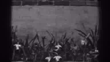 Winchester Maryland (1938): Lillie Blooming On A Clear Windy Day