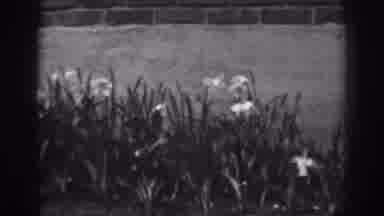 Winchester Maryland (1938): Flowers And Grass Flowering In The Wind Adjacent To A