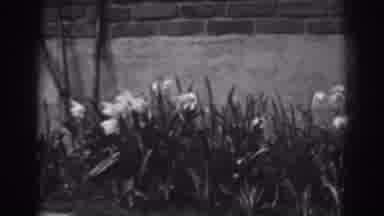 Winchester Maryland (1938): Flowers Blowing In The Wind Near A Brick And Cement