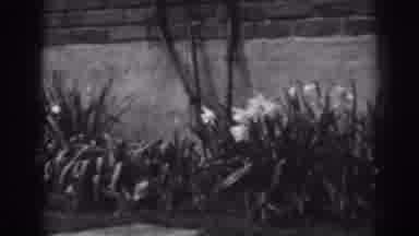 Winchester Maryland (1938): All Of The Flowers And Plants I Planted Are Starting