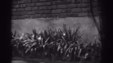 Winchester Maryland (1938): Wall Of Healthy Green Plants Wave In The Wind In Front