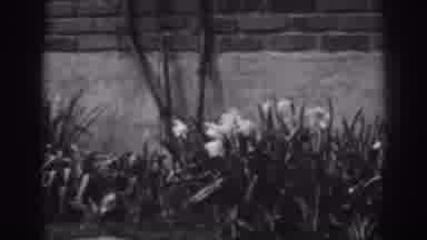 Winchester Maryland (1938): Showing The Flower Along The Side Of The House