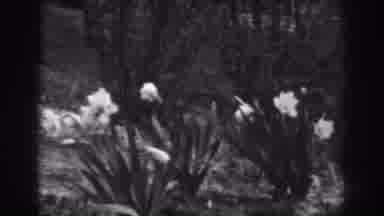 Winchester Maryland (1938): Lillie Swaying In The Gentle Breeze On A Slope In The